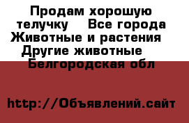 Продам хорошую телучку. - Все города Животные и растения » Другие животные   . Белгородская обл.